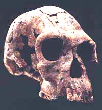 Homo habilis.jpg